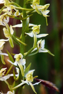 Butterfly Orchid - Keith Moseley