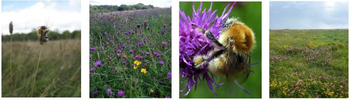 bumblebee_conservation_trust_invite