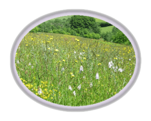 National Meadows Day picture