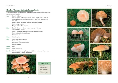 Meadow-Waxcap-pages