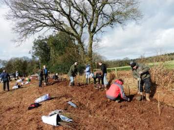 wet meadow hedge planting